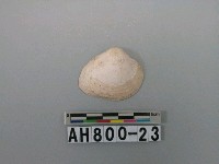 藏品(貝類)的圖片